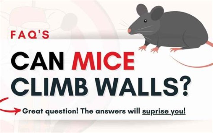 What can mice not climb?